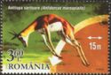 Springbok (Antidorcas marsupialis)