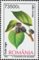 Mulberry (Morus nigra)
