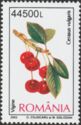 Sour Cherry (Cerasus vulgaris)