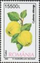 Quince (Cydonia oblonga)