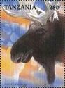 Moose (Alces alces)
