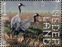 Common crane (Grus grus)