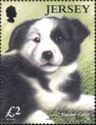 Border Collie (Canis lupus familiaris)