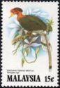 Helmeted Hornbill (Rhinoplax vigil) 