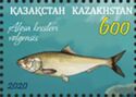 Black-Spined Herring (Alosa kessleri)