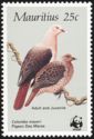 Pink Pigeon (Nesoenas mayeri)
