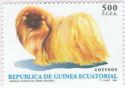 Pekingese Dog (Canis lupus familiaris)