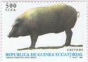 Iberico Pig (Sus scrofa domestica) 