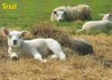 Texel, Sheep