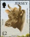 Jersey Bull "Mermaid’s Warrior Count"