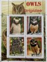 Owls Strigidae