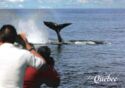 Quebec, Whale watching