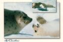Seals - Quebec