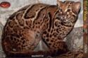 Marbled Cat (Pardofelis marmorata)