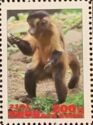 Brown Capuchin (Sapajus apella)