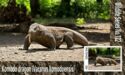 Varanus komodoensis