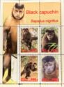 Black capuchin (Sapajus nigritus)