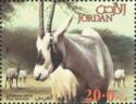 Arabian Oryx (Oryx leucoryx)