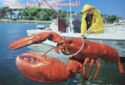 New Brunswick. Lobster Fishery