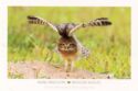 Burrowing Owl (Athene cunicularia)