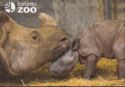 Toronto. Toronto Zoo - Rhinoceros
