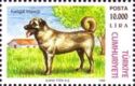 Sivas Kangal Dog (Canis lupus familiaris)