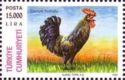 Denizli Rooster (Gallus gallus domesticus)