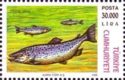 Brown Trout (Salmo trutta)