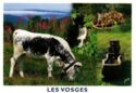 Vosges, Grazing Cow