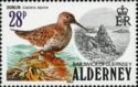 Dunlin (Calidris alpina)