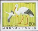 White Stork (Ciconia ciconia)