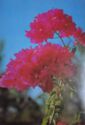 Bougainvillea