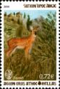 Western Roe Deer (Capreolus capreolus)