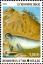 Mediterranean Monk Seal (Monachus monachus)