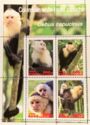 Colombian white-faced capuchin