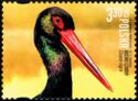 Black Stork (Ciconia nigra)