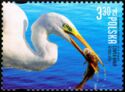 Great Egret (Ardea alba)