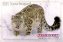 Snow Leopard - Urumqi June 2020 Postcrossing Meetup