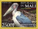 Marabou Stork (Leptoptilos crumenifer)