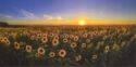 Sunflower field. Tambov region