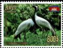 Demoiselle Crane (Grus virgo)