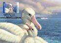 Wandering Albatross (Diomedea exulans)