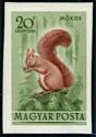 Eurasian Red Squirrel (Sciurus vulgaris)