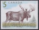 Moose (Alces alces) 
