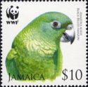Black-billed Parrot (Amazona agilis)