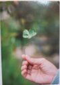 Four leafed Clover