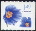 Himalayan Blue Poppy (Papaver betonicifolium)