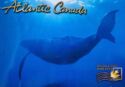Atlantic Canada, Whale