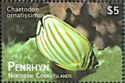 Ornate Butterflyfish (Chaetodon ornatissimus)