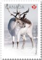 Peary Caribou (Rangifer tarandus pearyi)